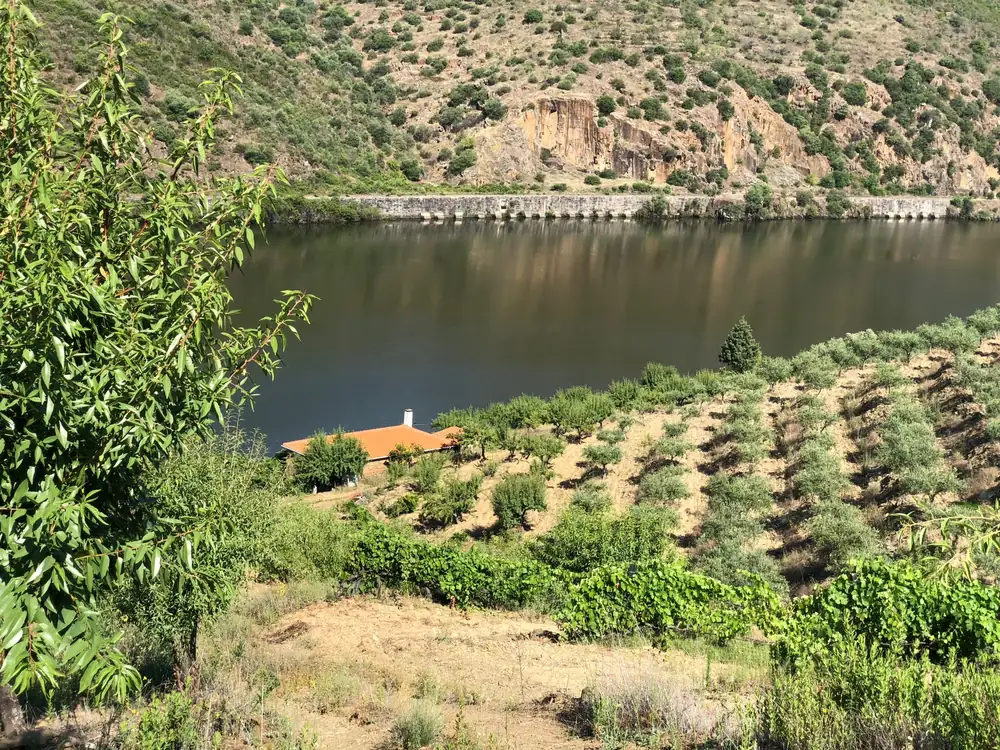 Amendoeira em primeiro plano e amendoal em socalcos sobre o Douro, no verão