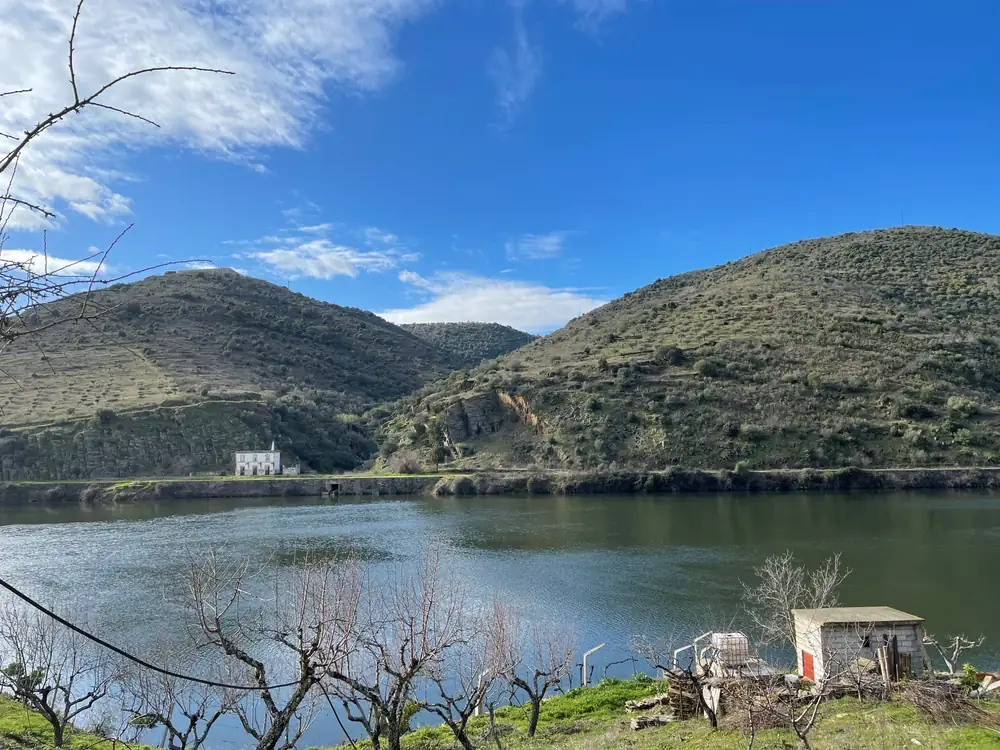 Amendoeiras podadas e sem folha à beira do Douro, com céu azul e os montes do outro lado do rio