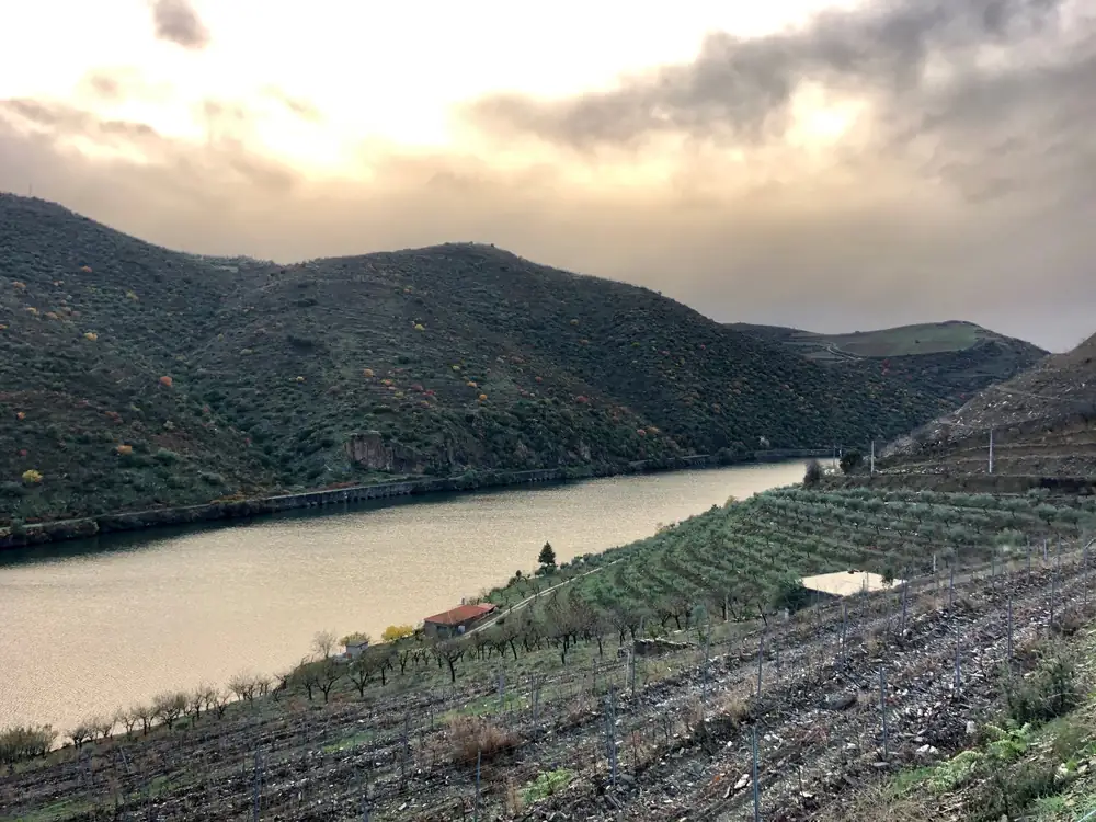 Fim de tarde nublado sobre o Douro, com amendoeiras sem folha em primeiro plano e olival em socalcos