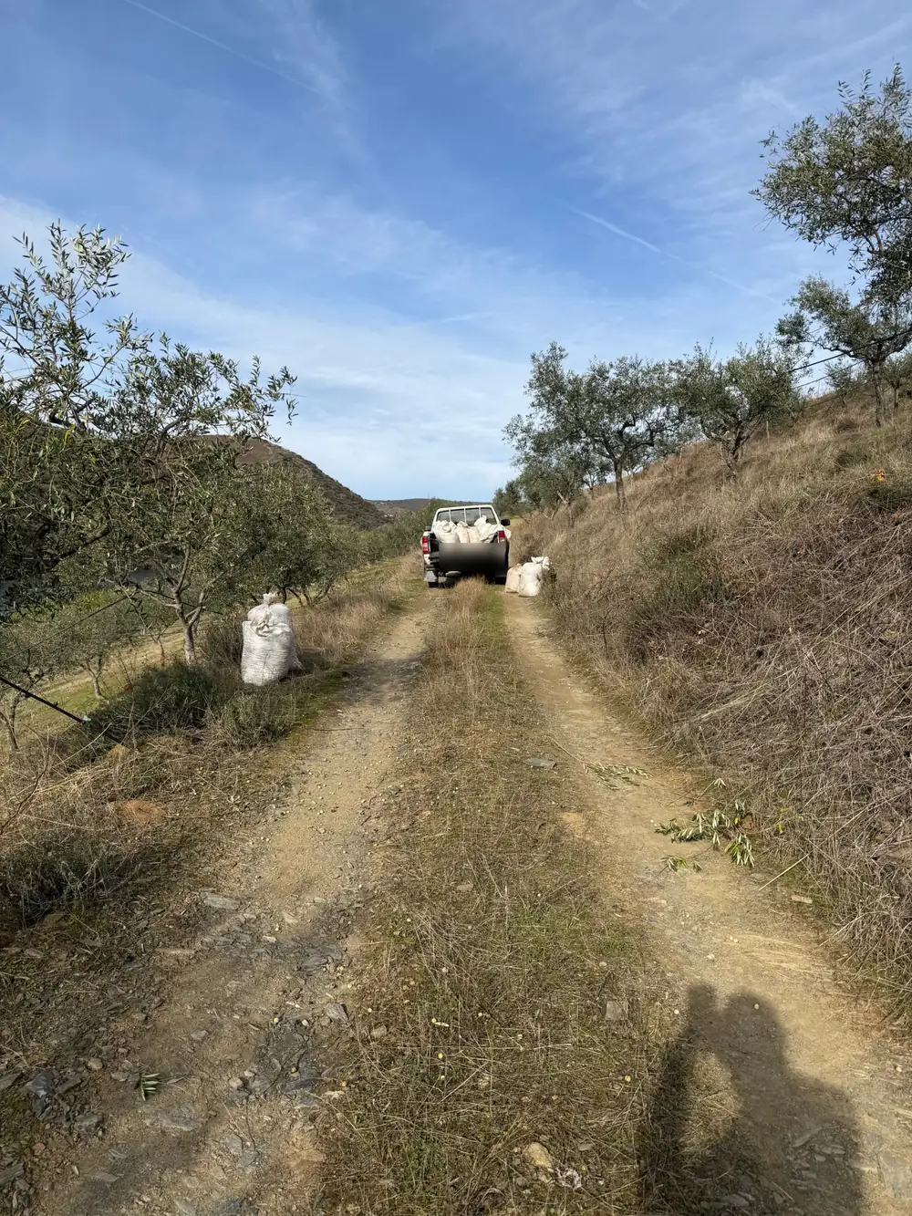 Caminho de terra entre oliveiras, com sacos de azeitona colhida e uma carrinha carregada ao fundo