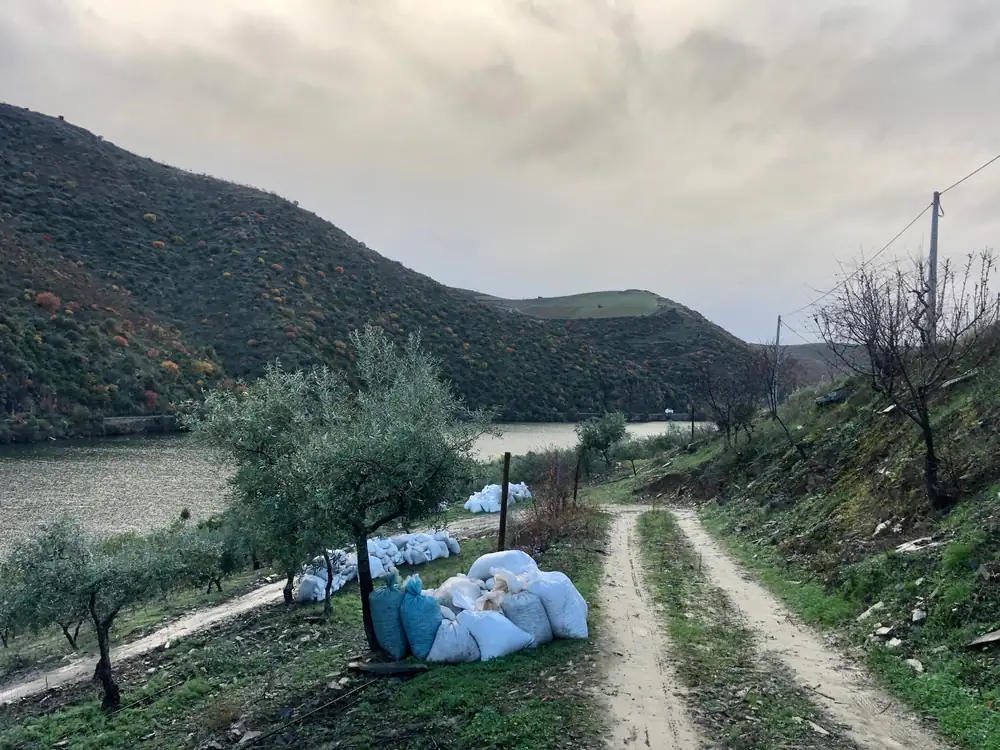 Caminho entre oliveiras e casa de xisto, com sacos de azeitona colhida junto ao Douro