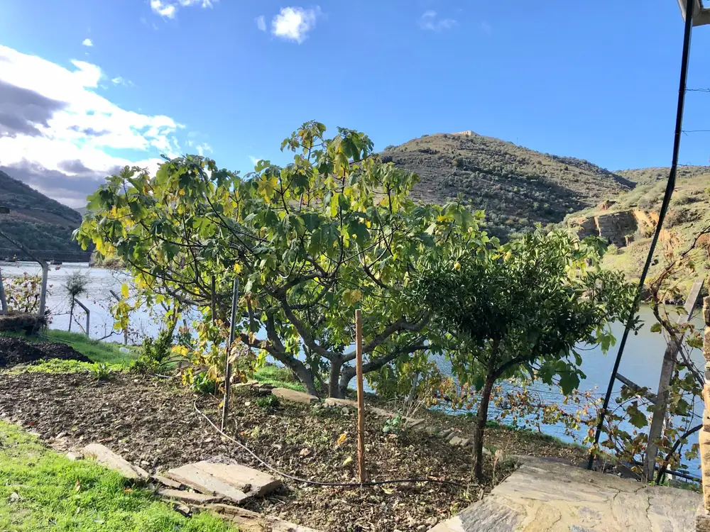 Figueira e laranjeira num quintal com lajes de xisto, com o rio Douro e os montes ao fundo